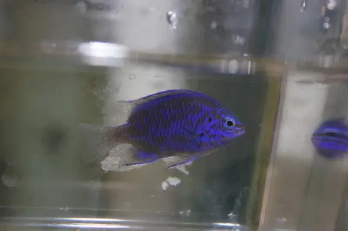 Springer's Damsel (Chrysiptera Springeri) 1