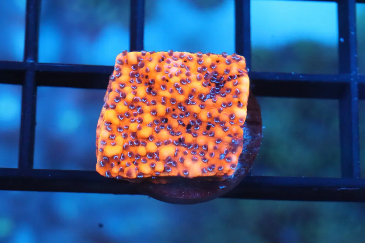 Red Encrusting Montipora (26) 1
