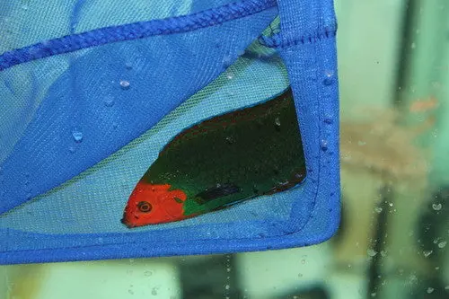 Red Headed Wrasse-Male 1