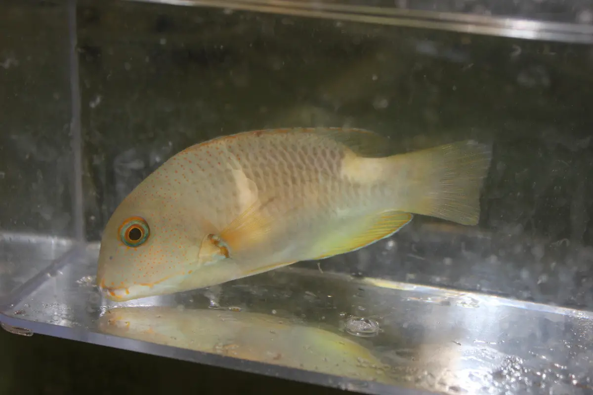 Anchor Tuskfish-Choerodon Anchorago 1