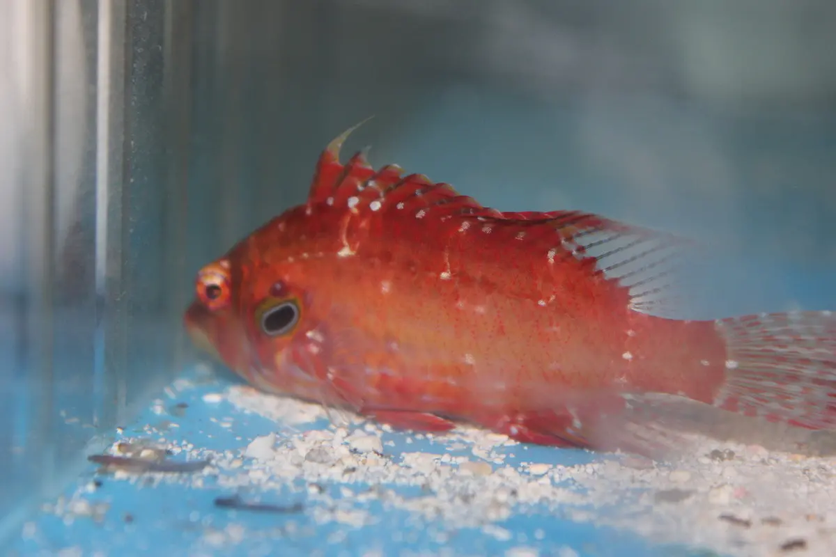 Cockerel Wrasse - Pteragogus Enneacanthus 1