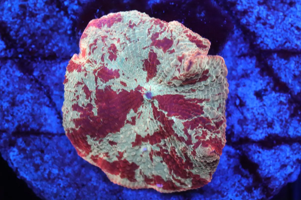 Ultra Jawbreaker E 1