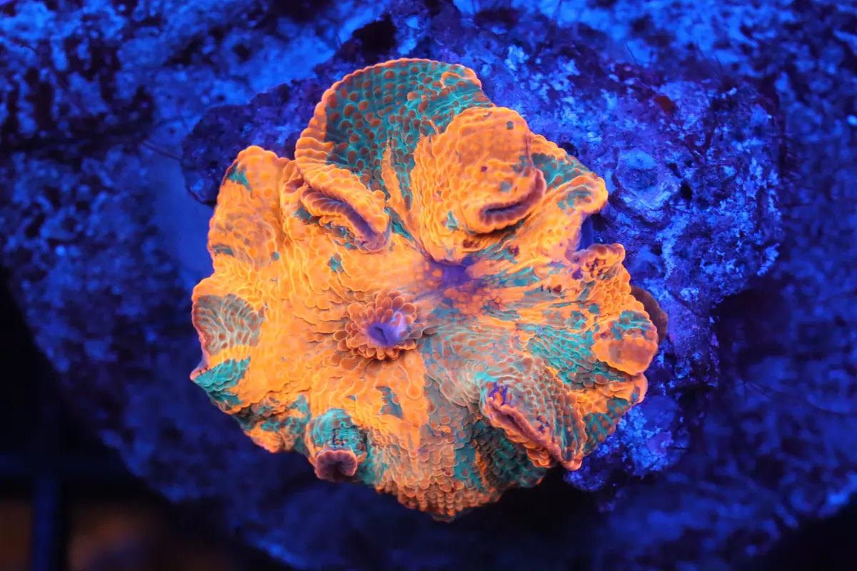 Ultra Rainbow Jawbreaker C 1