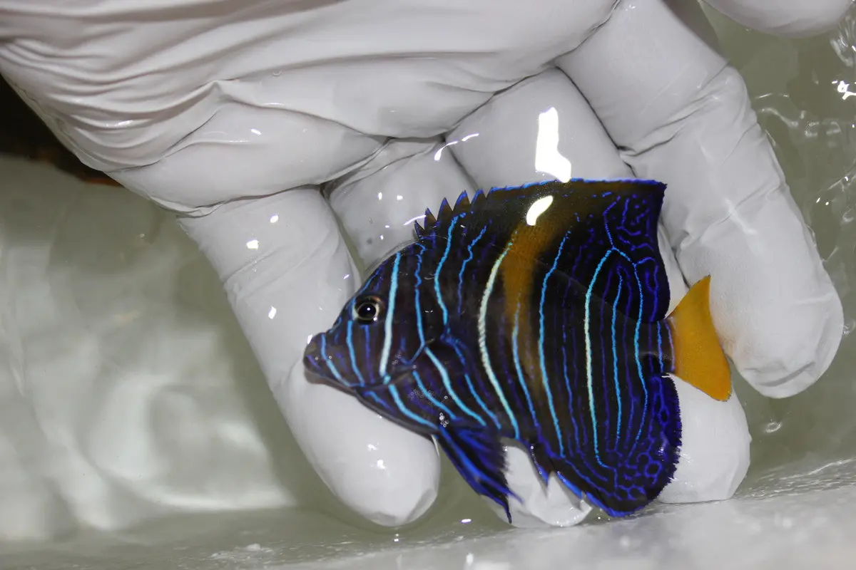 Ba Maculosus Angel (1" Cb Juv) 1