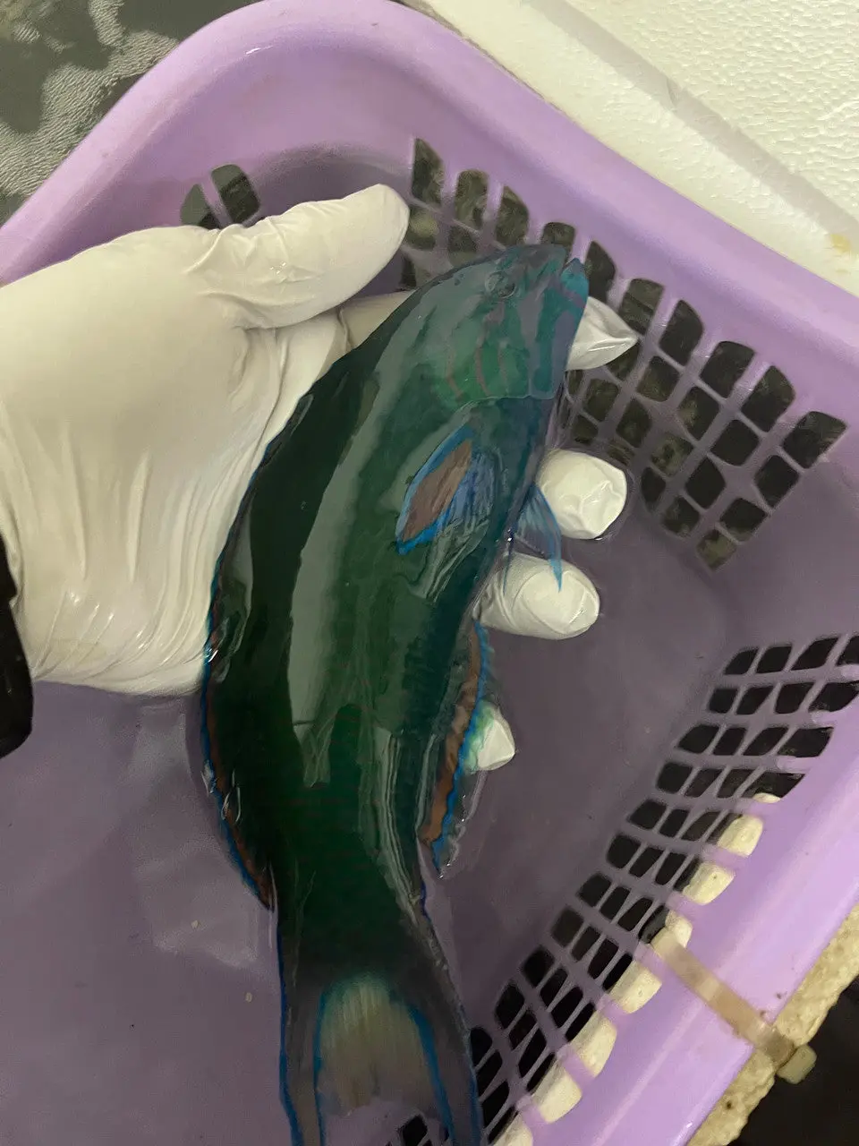 Lunare Wrasse (12”) 1