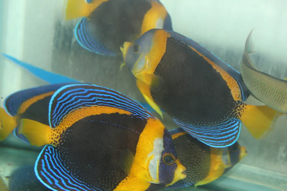 Scribbled Angel | Chaetodontoplus Duboulayi (6" Female) 1