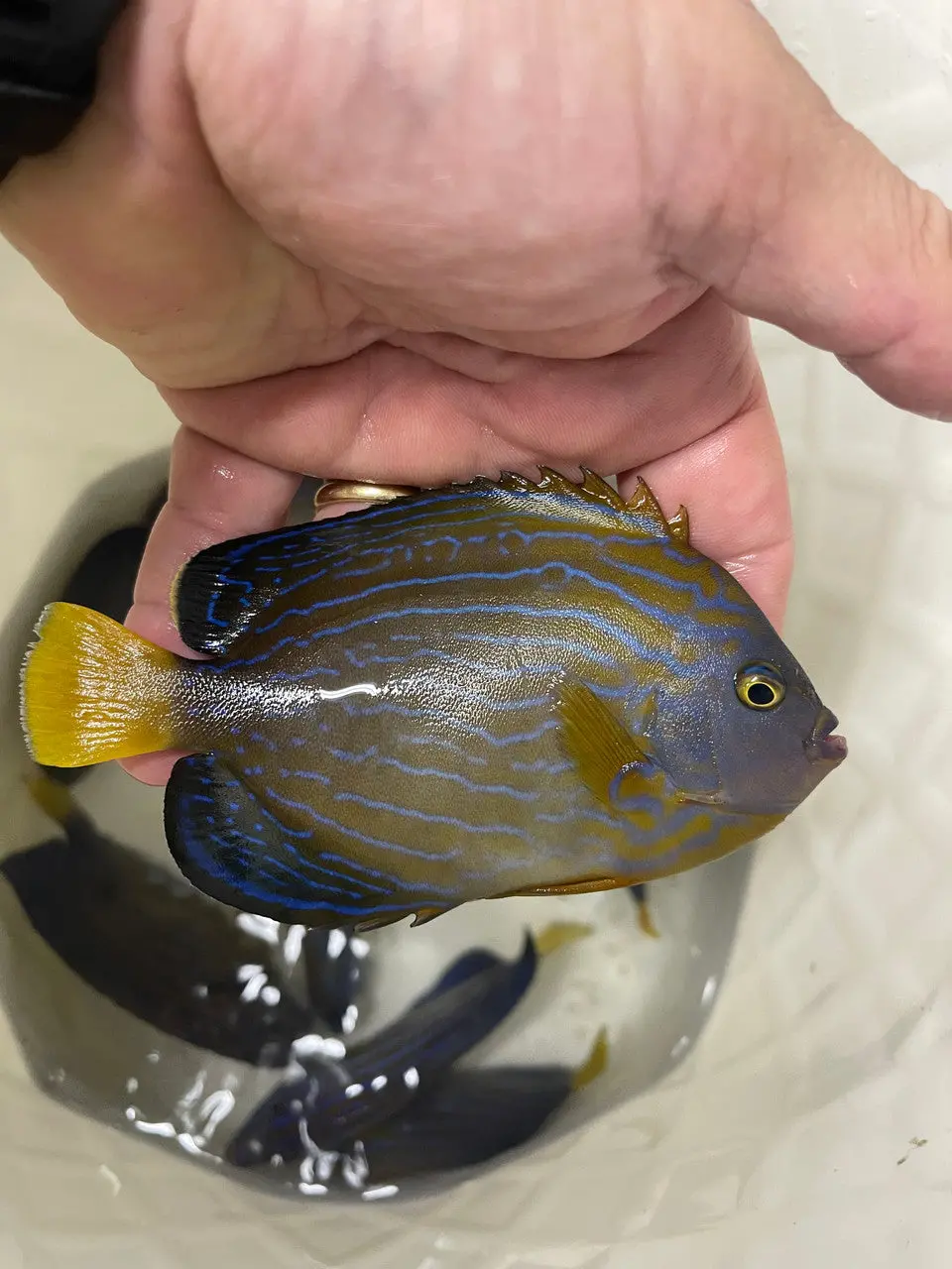 Maze (Orange Face) Angelfish | Chaetodontoplus Chrysocephalus 5" 1