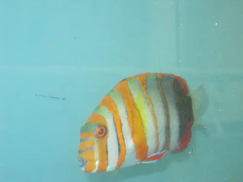 Harlequin Tusk (Australia) 7-8" 1