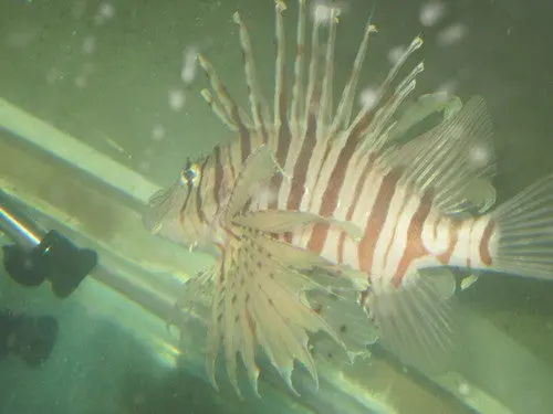 Volitan Lionfish Xxl (8") 1