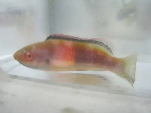 Balteatus (Girdled) Fairy Wrasse-Male 1