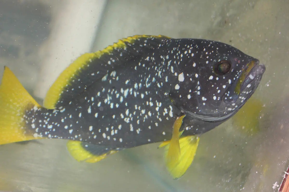 Blue And Yellow Grouper (4”) 1