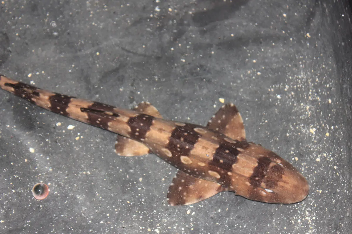 White Spotted Bamboo Shark(24") 1