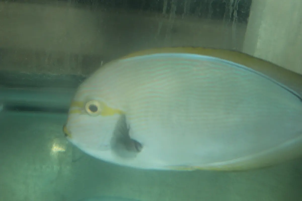 Mata Tang-(9-10") 1