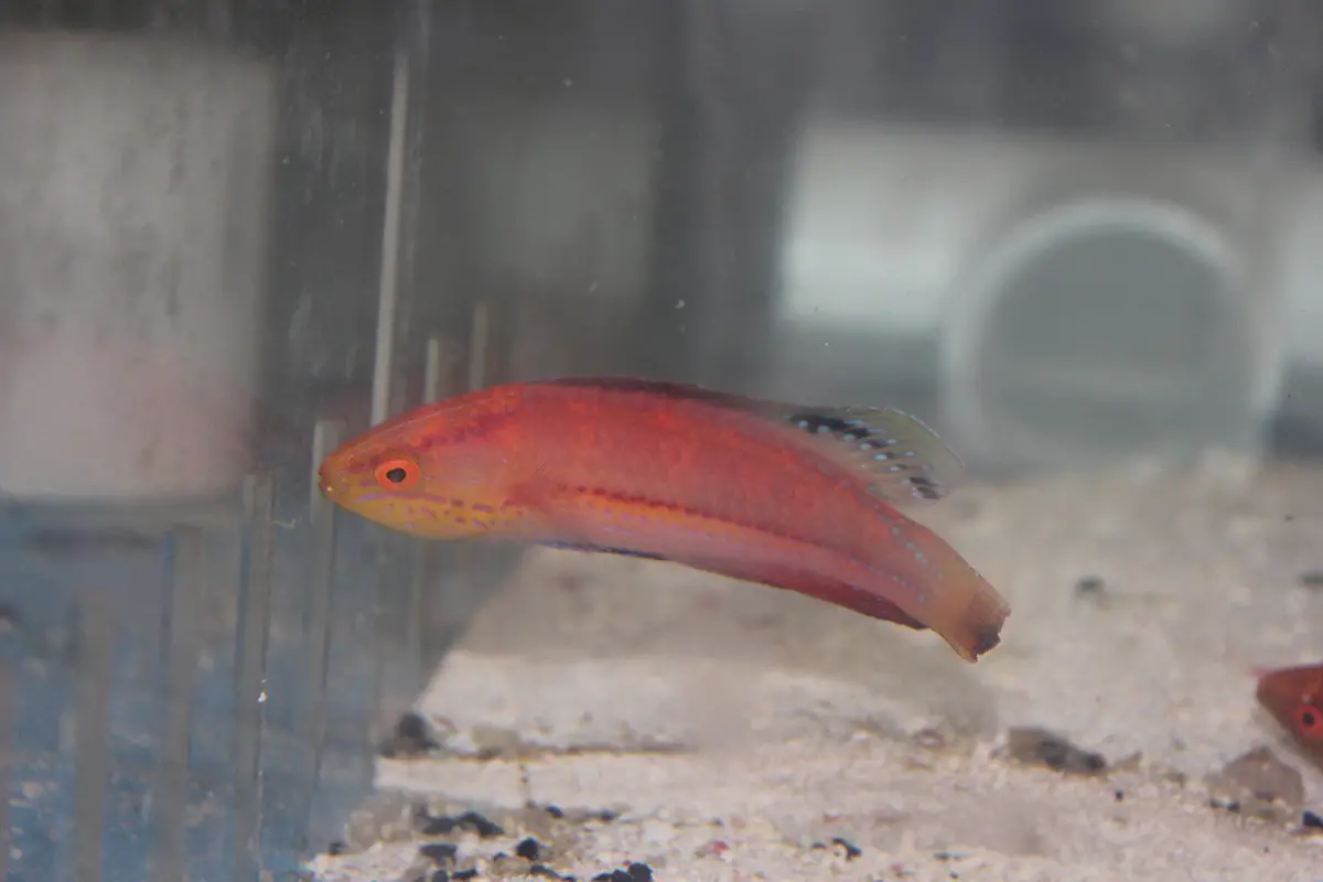 Katoi Fairy Wrasse- (Cirrhilabrus Katoi) - Xl Male 1
