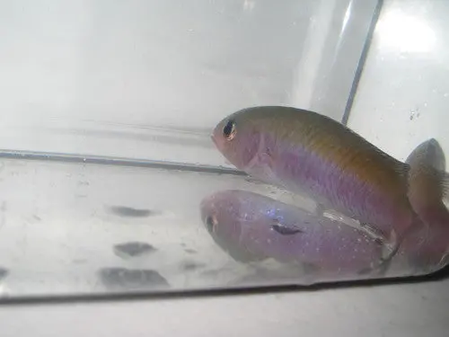 Purple Chromis (Australia) 1
