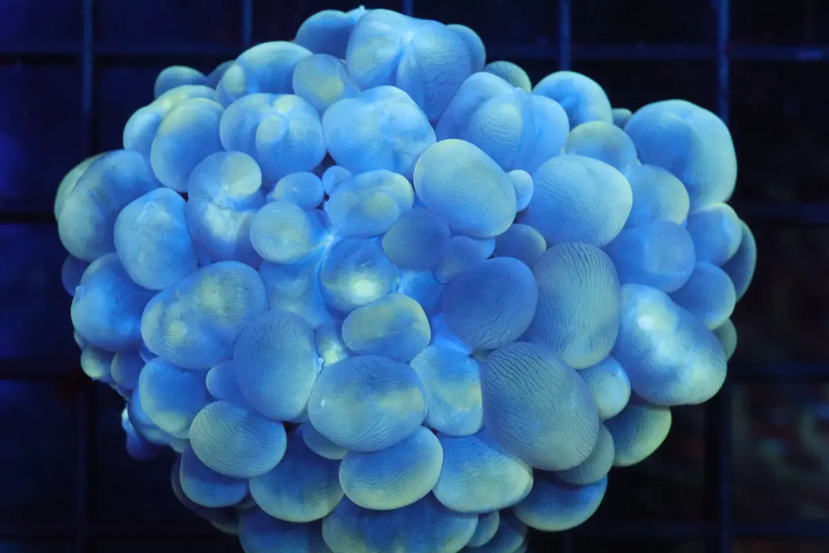 Pearl Bubble Coral 1
