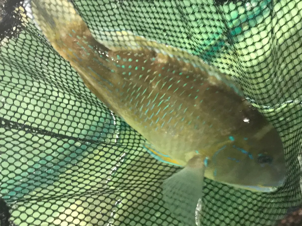 Black Spotted Tusk | Choerodon Schoenleinii (14") 1