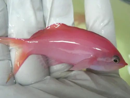 Dispar Anthias-Xl Male 1