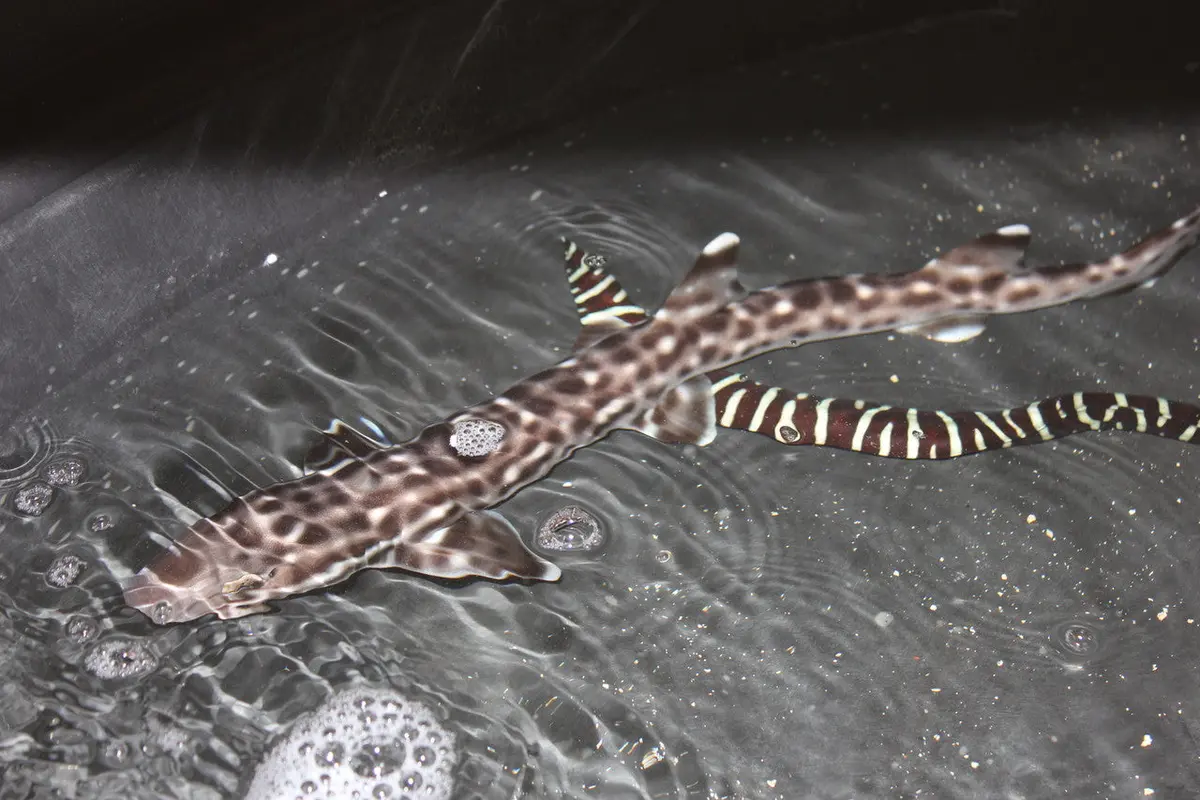 Marble Cat Shark (12") 1