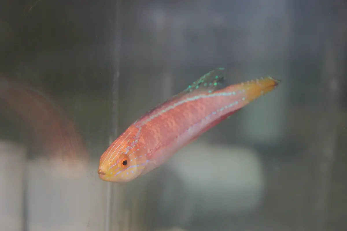 Katoi Fairy Wrasse- (Cirrhilabrus Katoi) - Xl Male 2