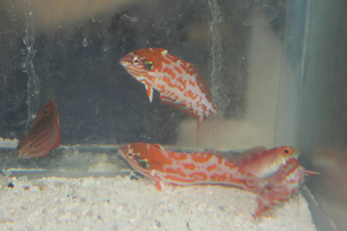 Choati Leopard Wrasse-Australia (2-3”) 1