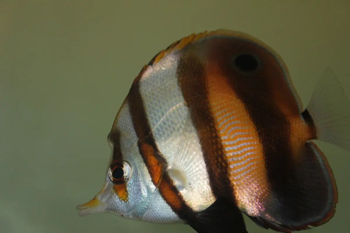 Muelleri Butterfly (4-5") 1