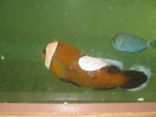 Saddleback Clownfish (Brown) 1