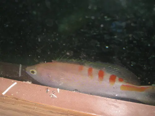 Tiger Queen Anthias 1