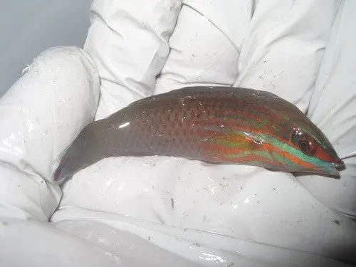 Christmas Wrasse (Philipines) 1