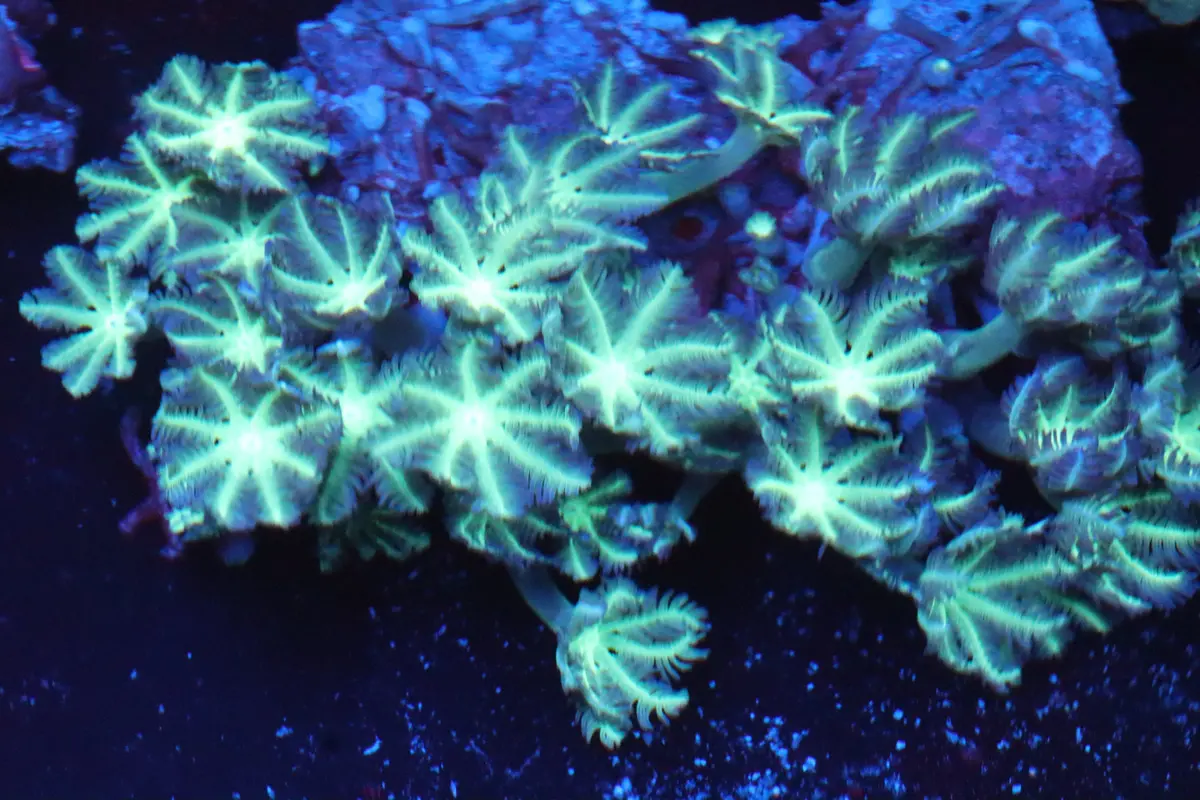 Neon Cloves Colony 1