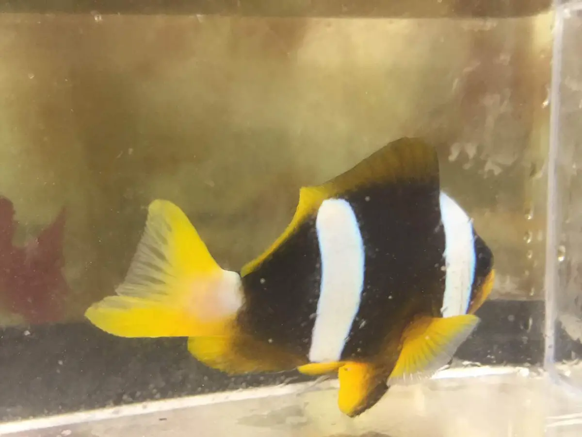 Madagascar Clown (Female)  /  Amphiprion Latifasciatus 1