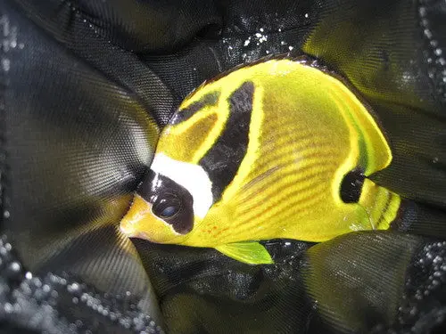 Raccoon Butterflyfish (Hawaii, 3") 1