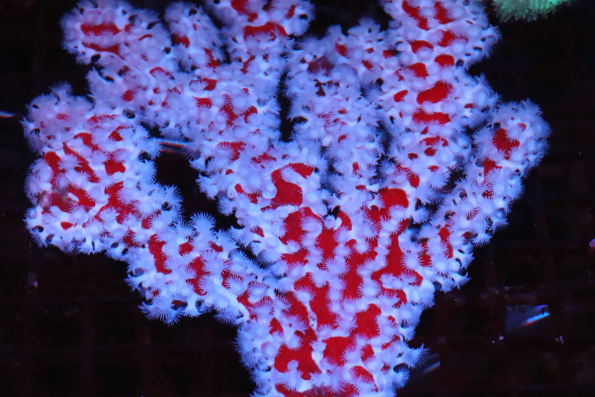 Spider Sponge | Trikentrion Flabelliforme 1