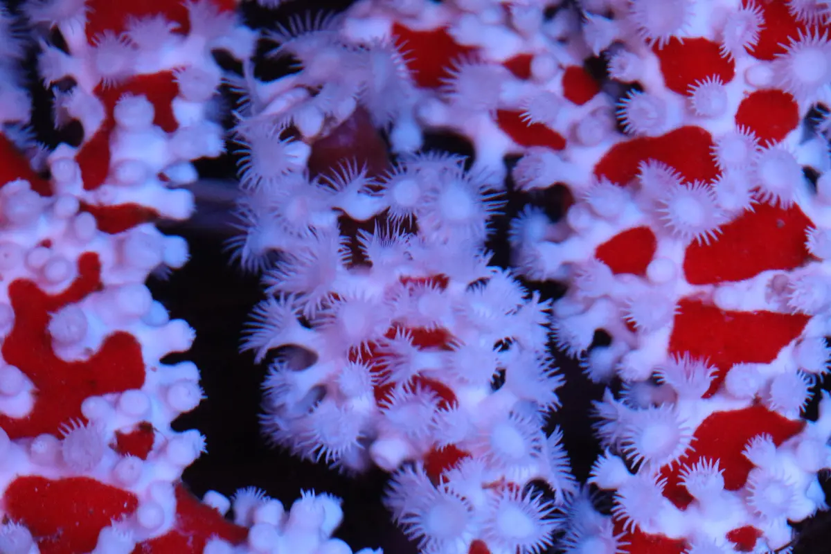 Spider Sponge | Trikentrion Flabelliforme 2