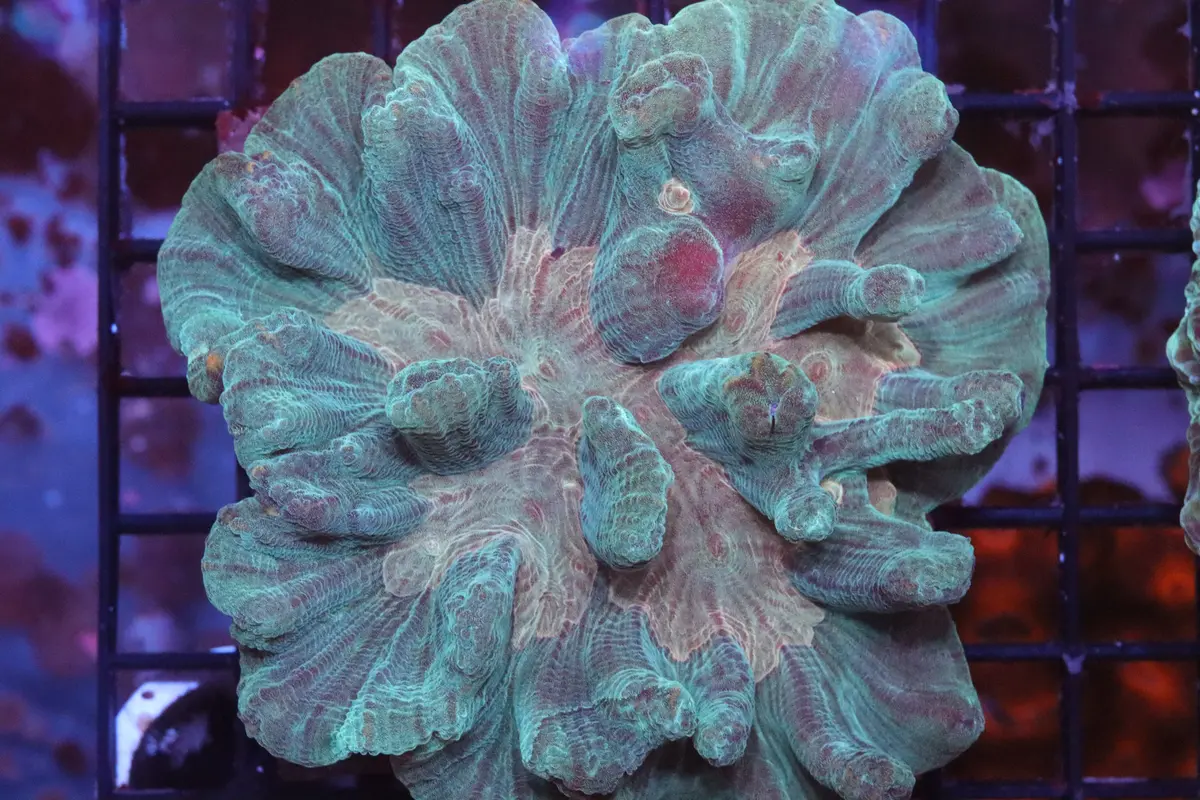 Green & Gold Pectinia Colony 1