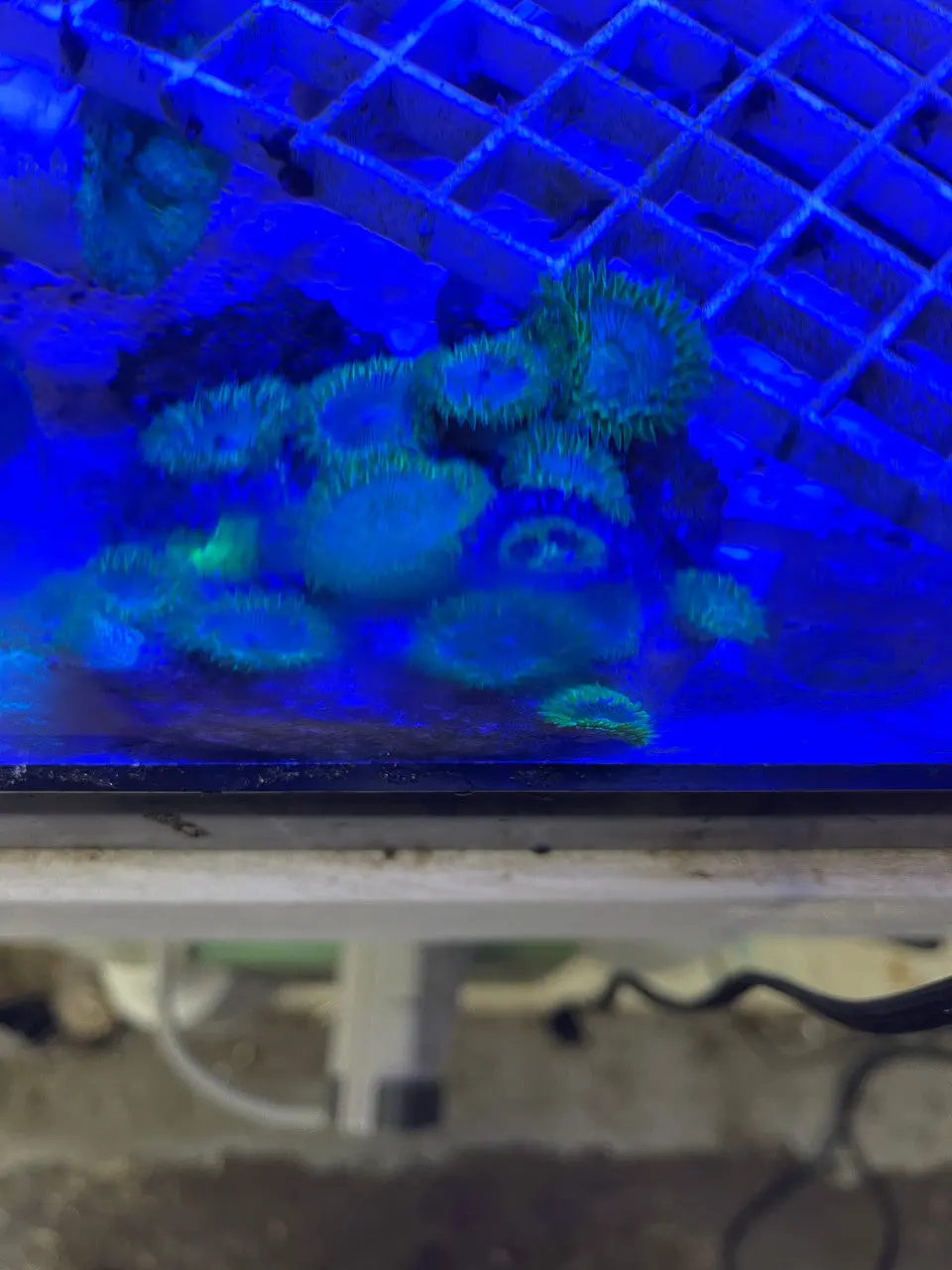 Colony Polyp, Nuclear Green (Protopalythoa Sp.) 1