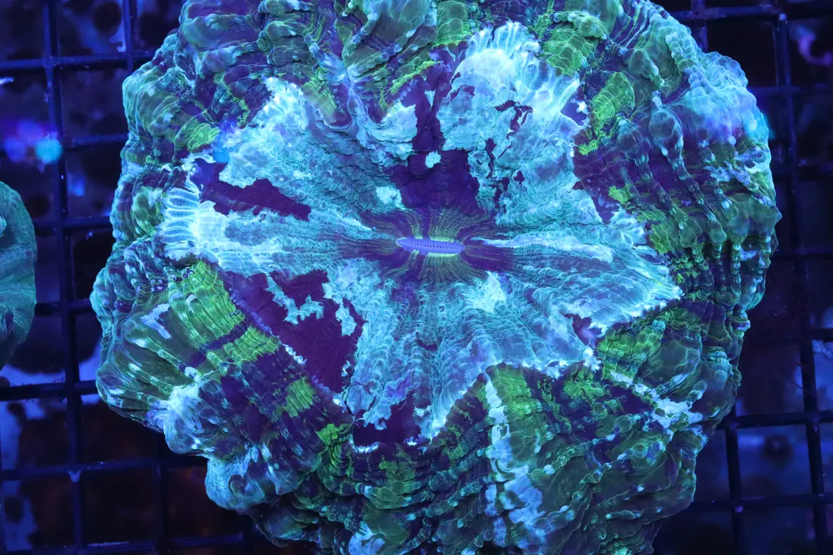 Super Green Acantho ~4" 1
