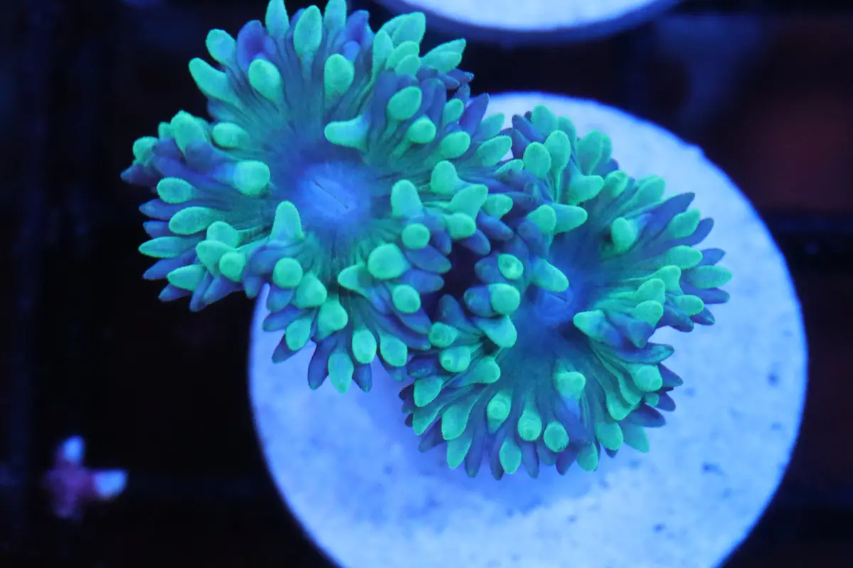 Neon & Blue Duncan (C3) 1