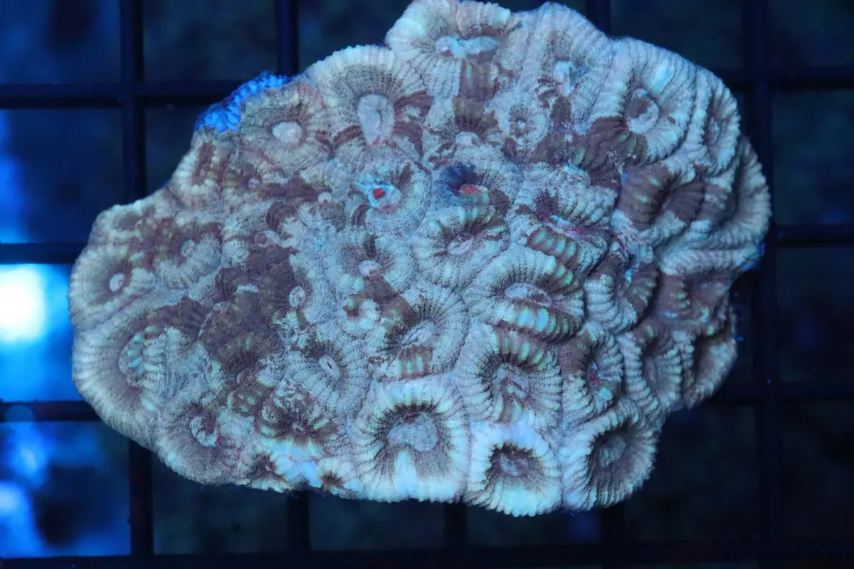 Gold Camo Favia Mini Colony 1