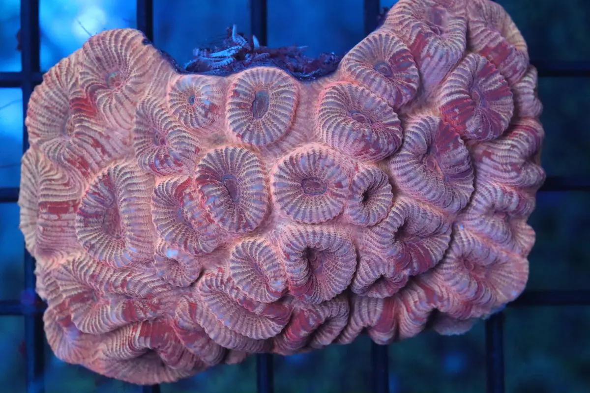 Blush Favia Mini Colony 1