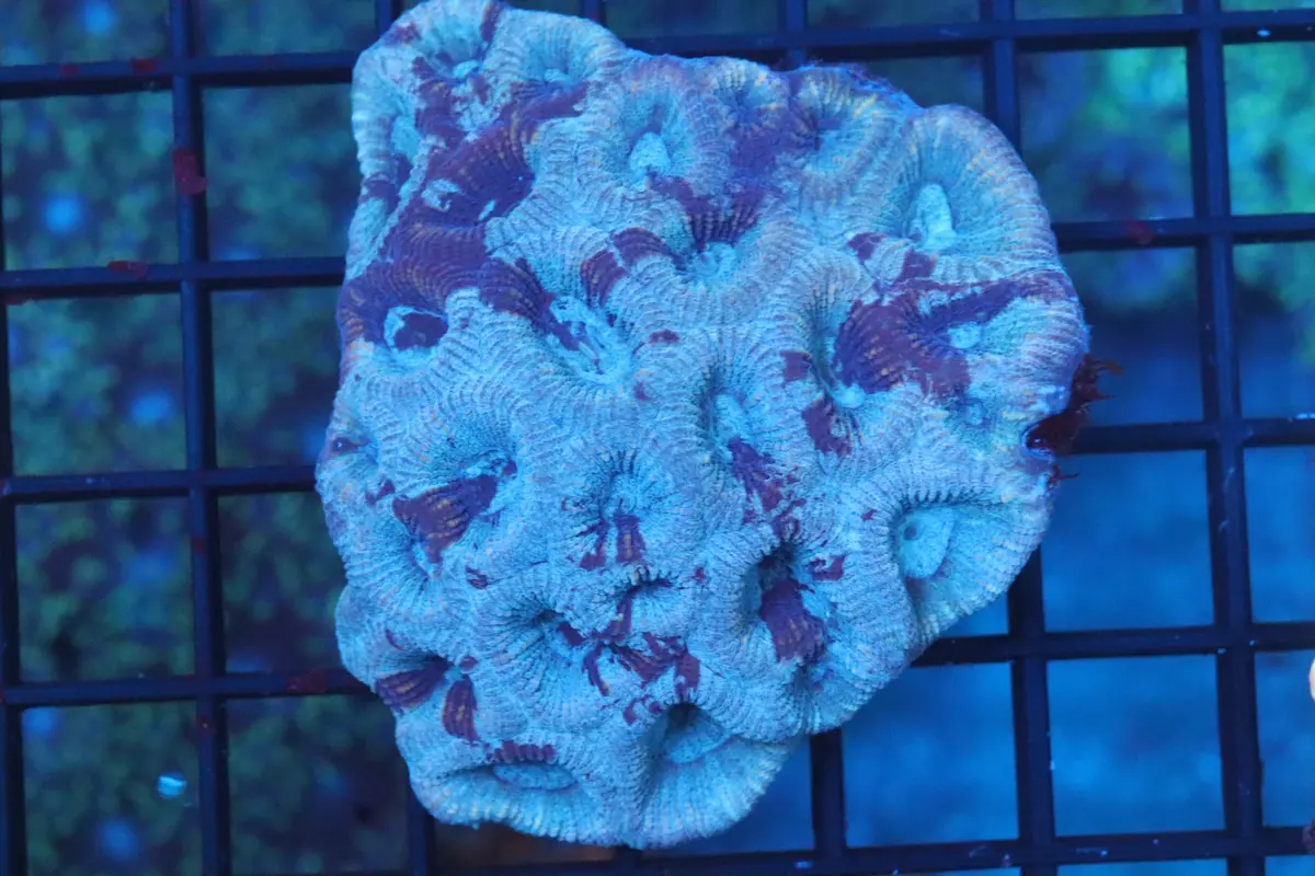 Lovebird Blue Favia Mini Colony 1
