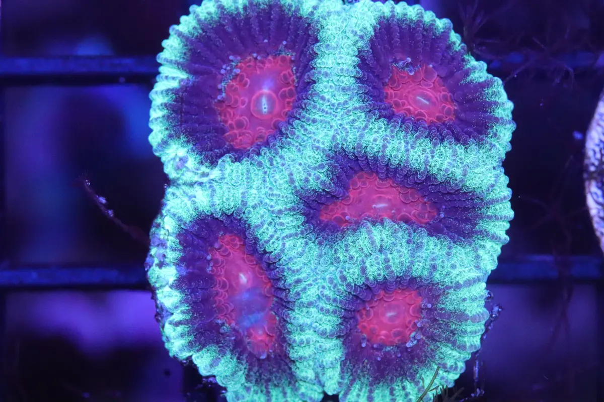 Green And Purple Favia (85) 1