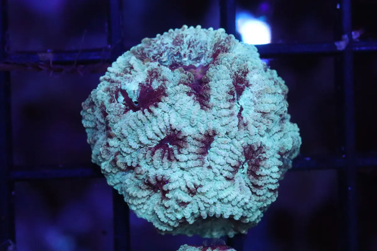 Red & Gold War Coral (A57) 1