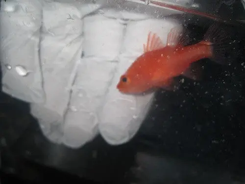 Ruby Red Cardinals 1