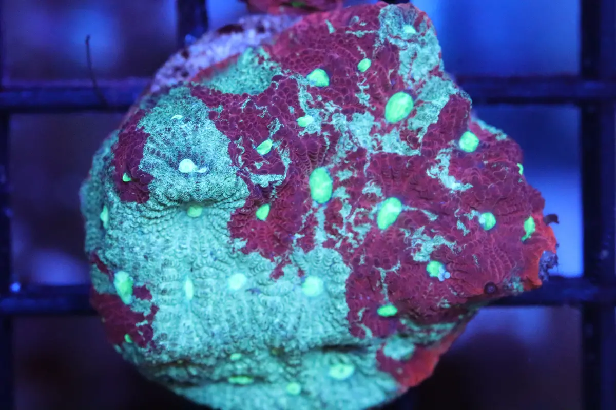 Christmas War Coral (A58) 1