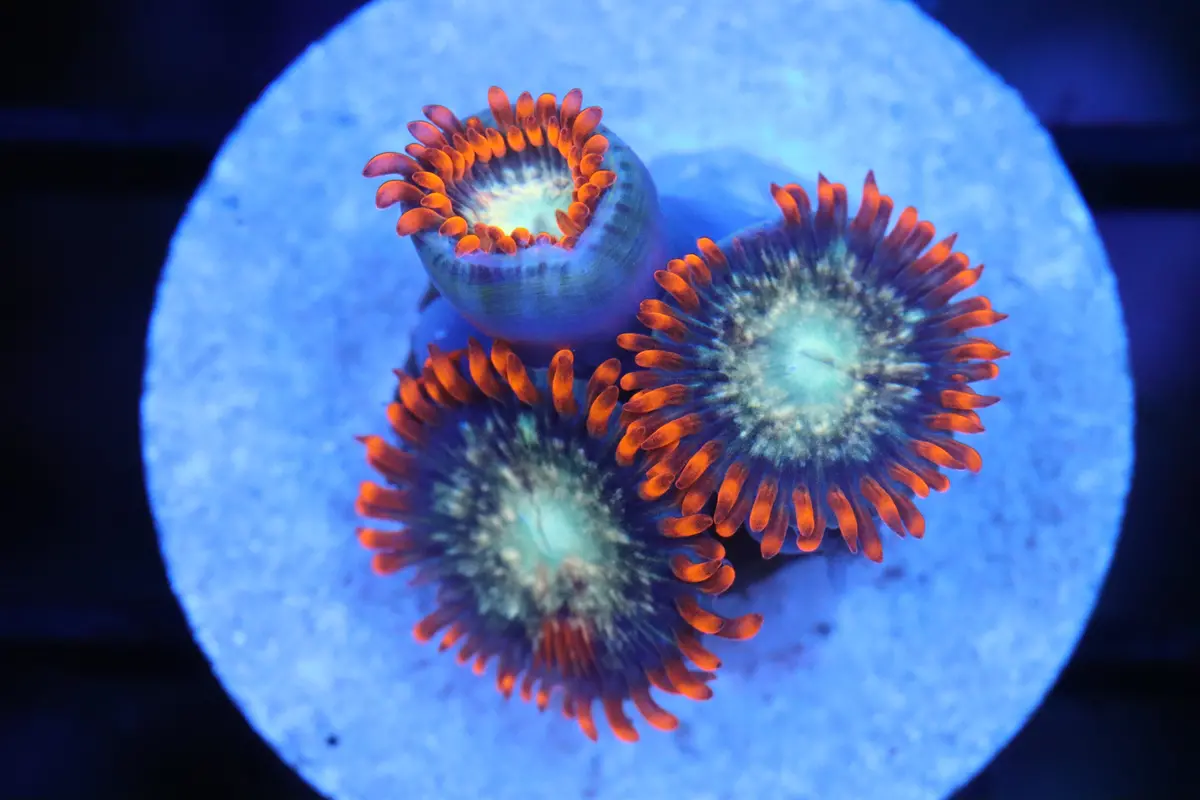 Orange Splatter Zoa (A49) 1