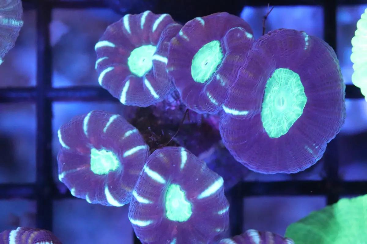 Purple Candy Cane (9) 1