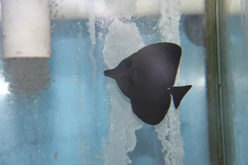 10” Black Longnose Tang  | Zebrasoma Rostratum 1