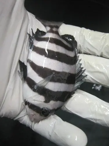 Barred Knifjaw(3-4") 1