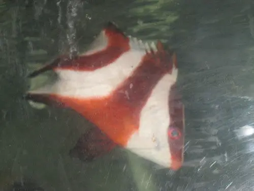 Red Emperor Snapper-7” 1